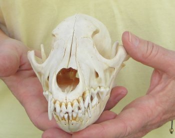 7-3/4 x 3-3/4" Coyote Skull - for $37