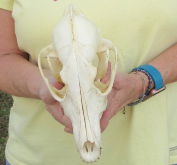 7-3/4 x 3-3/4" Coyote Skull - for $37