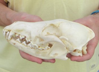 7-3/4 x 3-3/4" Coyote Skull - for $37