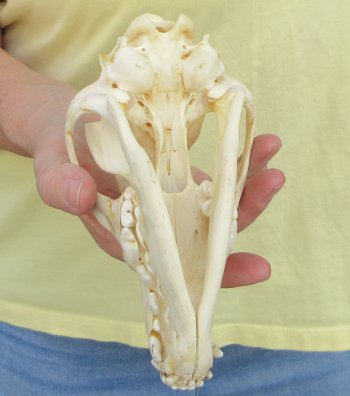 7-3/4 x 3-3/4" Coyote Skull - for $37