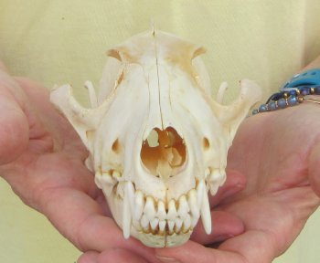 7-3/4 x 4" Coyote Skull - for $37