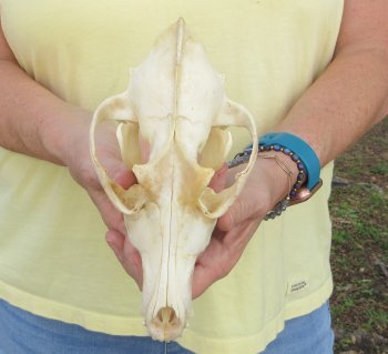 7-3/4 x 4" Coyote Skull - for $37