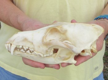 7-3/4 x 4" Coyote Skull - for $37