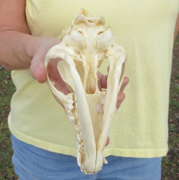 7-3/4 x 4" Coyote Skull - for $37