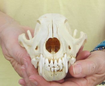 7-3/4 x 3-3/4" Coyote Skull - for $37