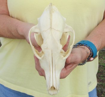7-3/4 x 3-3/4" Coyote Skull - for $37