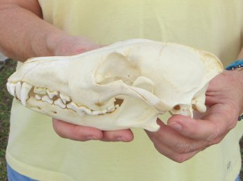 7-3/4 x 3-3/4" Coyote Skull - for $37
