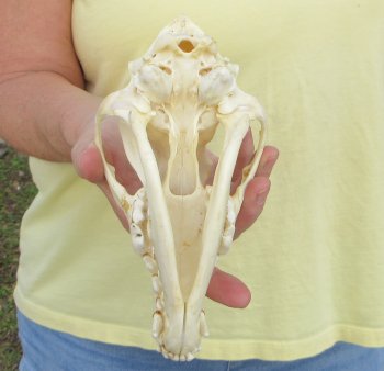 7-3/4 x 3-3/4" Coyote Skull - for $37