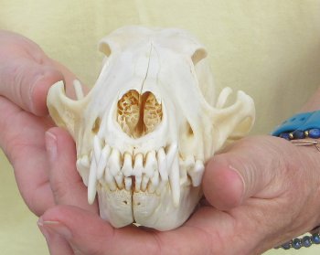 7-1/2 x 3-1/2" Coyote Skull - for $37