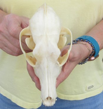 7-1/2 x 3-1/2" Coyote Skull - for $37