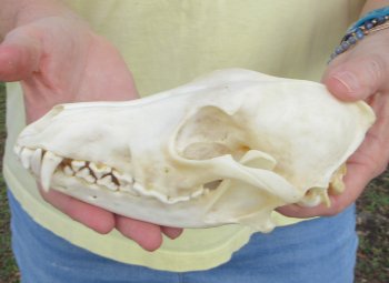 7-1/2 x 3-1/2" Coyote Skull - for $37