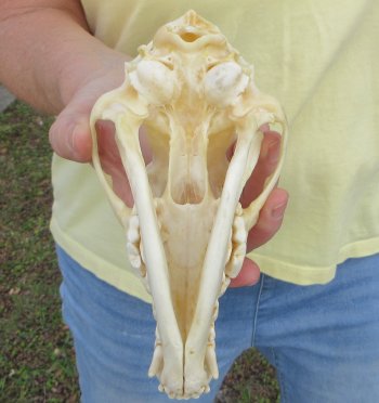 7-1/2 x 3-1/2" Coyote Skull - for $37