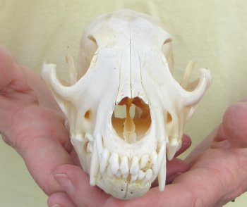 7-1/2 x 3-1/2" Coyote Skull - for $37