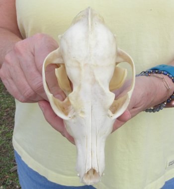 7-1/2 x 3-1/2" Coyote Skull - for $37