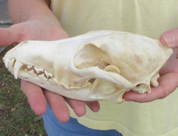 7-1/2 x 3-1/2" Coyote Skull - for $37