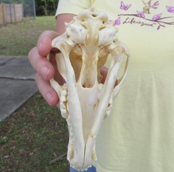 7-1/2 x 3-1/2" Coyote Skull - for $37