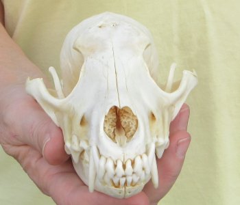 7-1/2 x 3-3/4" Coyote Skull - for $37
