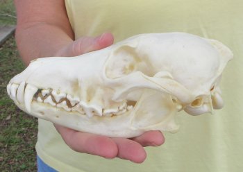 7-1/2 x 3-3/4" Coyote Skull - for $37