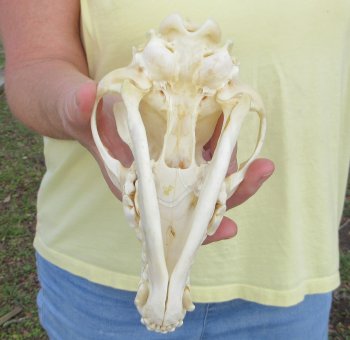 7-1/2 x 3-3/4" Coyote Skull - for $37