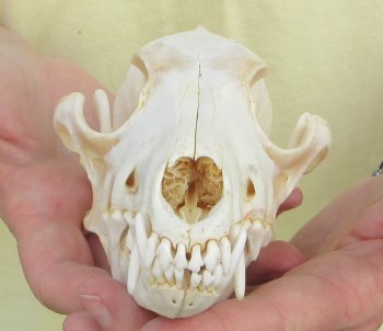 7-1/4 x 3-1/2" Coyote Skull - for $37