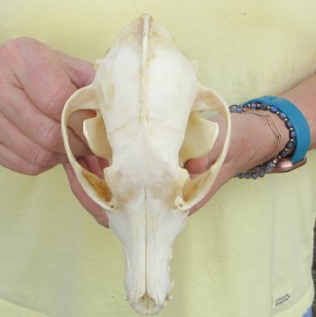 7-1/4 x 3-1/2" Coyote Skull - for $37