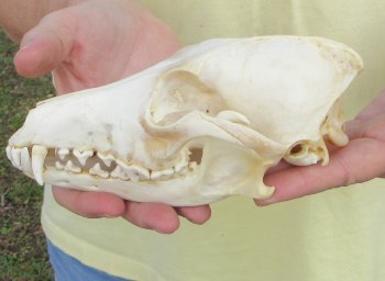 7-1/4 x 3-1/2" Coyote Skull - for $37