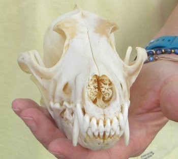 7-1/2 x 3-3/4" Coyote Skull - for $37