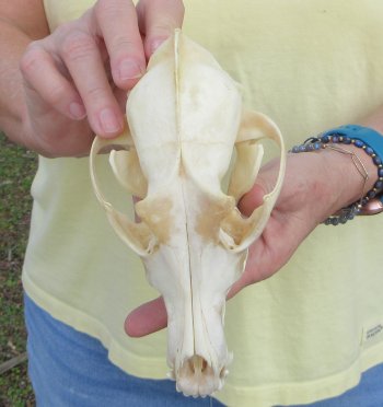 7-1/2 x 3-3/4" Coyote Skull - for $37