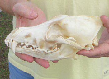 7-1/2 x 3-3/4" Coyote Skull - for $37