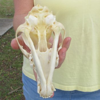 7-1/2 x 3-3/4" Coyote Skull - for $37