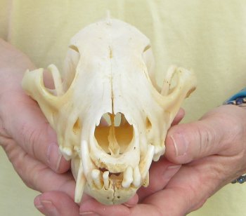 7-3/4 x 4" Coyote Skull - for $37