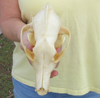 7-3/4 x 4" Coyote Skull - for $37