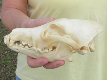 7-3/4 x 4" Coyote Skull - for $37