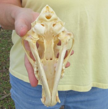 7-3/4 x 4" Coyote Skull - for $37