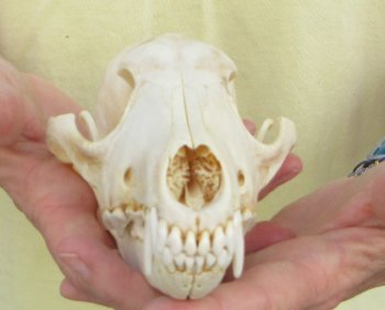 7-1/2 x 3-3/4" Coyote Skull - for $37