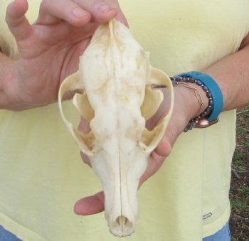 7-1/2 x 3-3/4" Coyote Skull - for $37