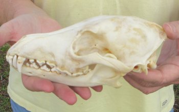 7-1/2 x 3-3/4" Coyote Skull - for $37