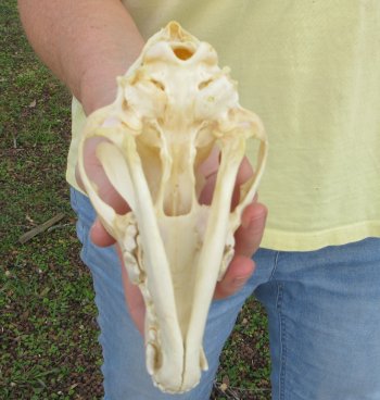 7-1/2 x 3-3/4" Coyote Skull - for $37