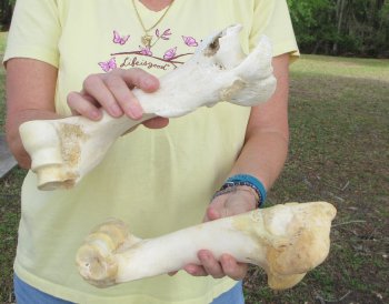 2 pc lot of B-Grade Buffalo Humerus Leg Bones 11 and 12 inch