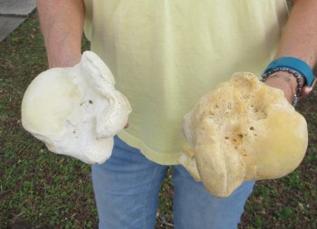 2 pc lot of B-Grade Buffalo Humerus Leg Bones 11 and 12 inch