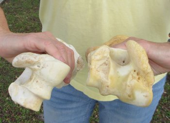 2 pc lot of B-Grade Buffalo Humerus Leg Bones 11 and 12 inch