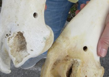 2 pc lot of B-Grade Buffalo Humerus Leg Bones 11 and 12 inch