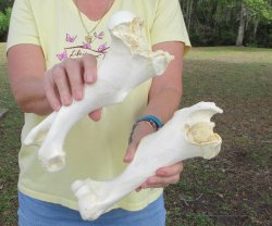 2 pc lot of B-Grade...