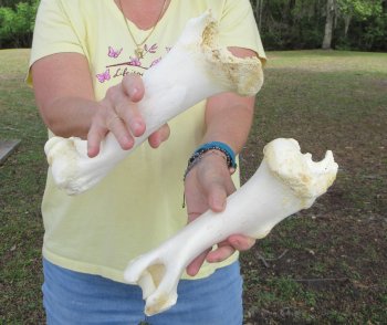 2 pc lot of B-Grade Buffalo Humerus Leg Bones 10 and 11 inch