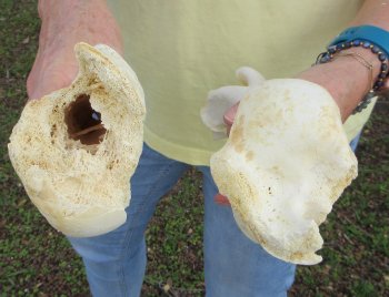 2 pc lot of B-Grade Buffalo Humerus Leg Bones 10 and 11 inch