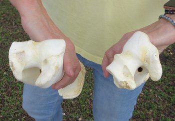 2 pc lot of B-Grade Buffalo Humerus Leg Bones 10 and 11 inch