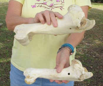2 pc lot of B-Grade Buffalo Humerus Leg Bones 11 and 12 inch