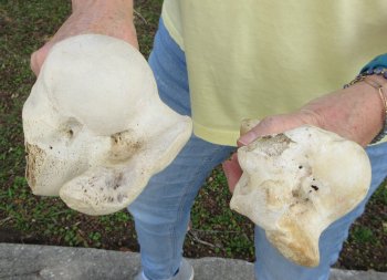 2 pc lot of B-Grade Buffalo Humerus Leg Bones 11 and 12 inch