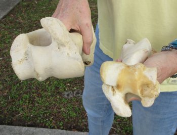 2 pc lot of B-Grade Buffalo Humerus Leg Bones 11 and 12 inch