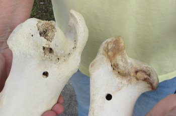 2 pc lot of B-Grade Buffalo Humerus Leg Bones 11 and 12 inch